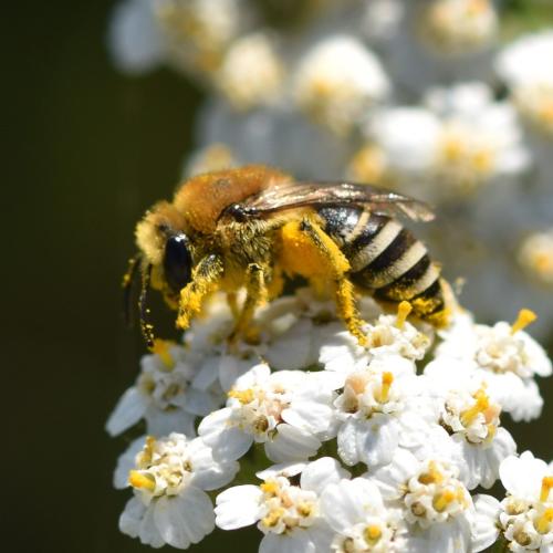 Réf. 331 678 : Colletes (fodiens)